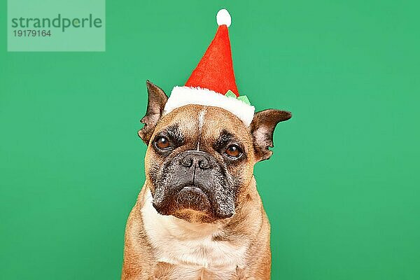 Französische Bulldogge Hund gekleidet mit kleinen roten Weihnachtsmann Weihnachtskostüm Hut vor grünem Hintergrund