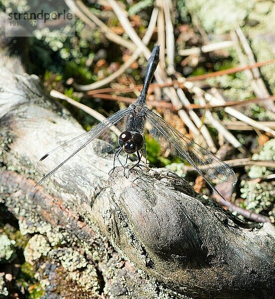 Schwarze Heidelibelle (Sympetrum danae)  Männchen  sonnt sich auf einer sonnenbeschienenen Baumwurzel  Frontalansicht  Naturschutzgebiet Pietzmoor  Lüneburger Heide  Niedersachsen  Deutschland  Europa