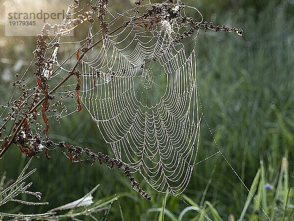 Spinnennetz im Morgentau früh Morgens im Gegenlicht im Altweiber-Sommer  Nordrhein-Westfalen  Deutschland  Europa