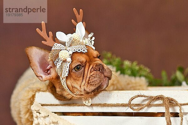 Porträt eines moccafarbenen französischen Bulldoggenwelpen mit Rentiergeweih auf braunem Hintergrund