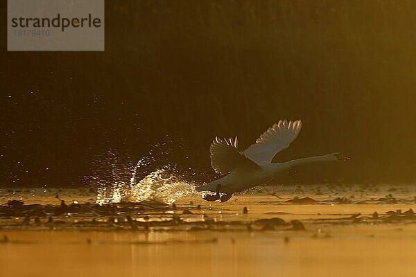 Höckerschwan (Cygnus olor)  Flugstudie  Start aus dem Wasser im Gegenlicht  Naturpark Flusslandschaft Peenetal  Mecklenburg-Vorpommern  Deutschland  Europa