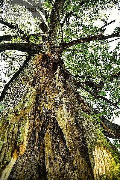 Alte Eiche (Quercus) mit gespaltenem Stamm  Bayern  Deutschland  Europa