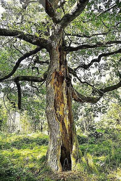 Alte Eiche (Quercus) mit gespaltenem Stamm  Bayern  Deutschland  Europa