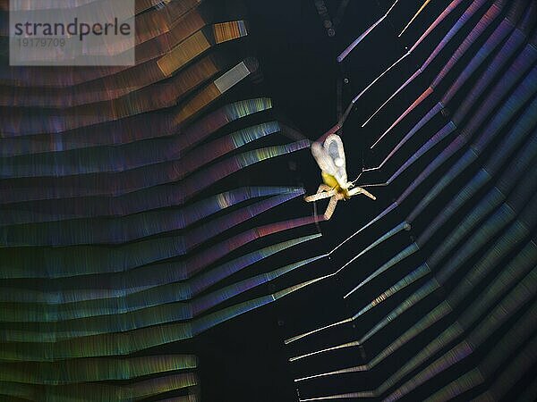 Insekt gefangen im farbigen Spinnennetz im Gegenlicht  Berlin  Deutschland  Europa