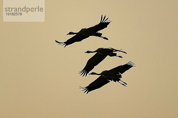 Kranich (Grus grus) im Flug als Silhouette  wildlife  Zingst  Mecklenburg-Vorpommern  Deutschland  Europa