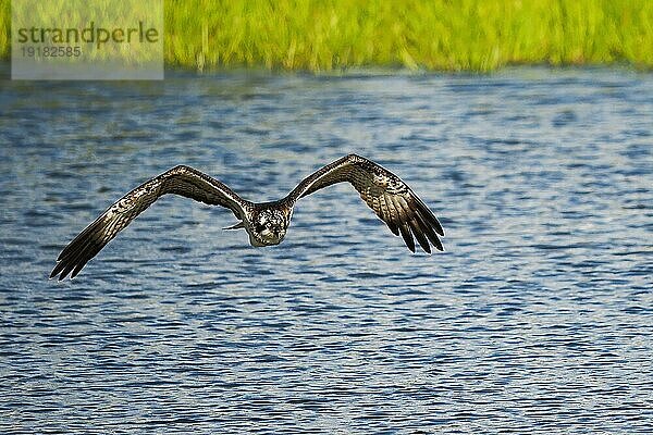 Fischadler (Pandion haliaetus)  über Wasserfläche fliegend  Frontalansicht  Hessen  Deutschland  Europa