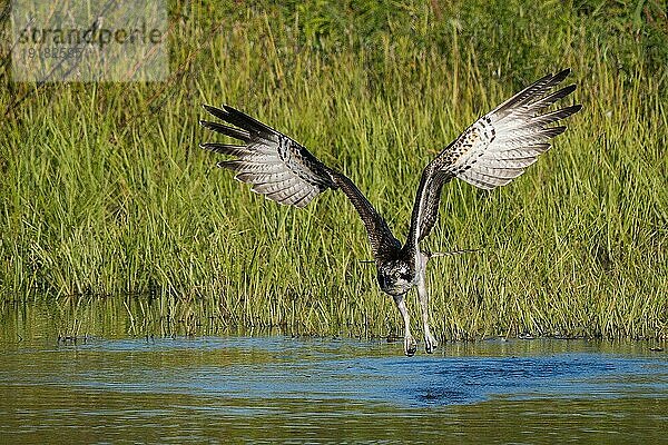 Fischadler (Pandion haliaetus)  auffliegend  Frontalansicht  Hessen  Deutschland  Europa