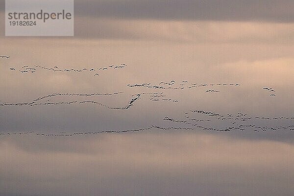 Kranich (Grus grus) im Flug als Silhouette im Sonnenuntergang  wildlife  Zingst  Mecklenburg-Vorpommern  Deutschland  Europa