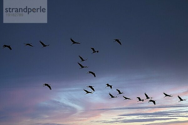 Kranich (Grus grus) im Flug als Silhouette im Sonnenuntergang  wildlife  Zingst  Mecklenburg-Vorpommern  Deutschland  Europa