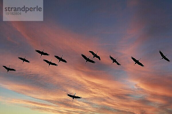 Kranich (Grus grus) im Flug als Silhouette im Sonnenuntergang  wildlife  Zingst  Mecklenburg-Vorpommern  Deutschland  Europa