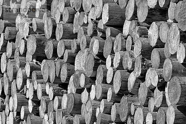 Holzstapel  Fichtenstämme  schwarzweiß  Nordrhein-Westfalen  Deutschland  Europa