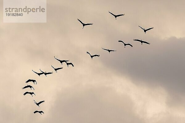 Kranich (Grus grus) im Flug als Silhouette im Sonnenuntergang  wildlife  Zingst  Mecklenburg-Vorpommern  Deutschland  Europa