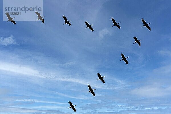 Kranich (Grus grus) im Flug als Silhouette  wildlife  Zingst  Mecklenburg-Vorpommern  Deutschland  Europa