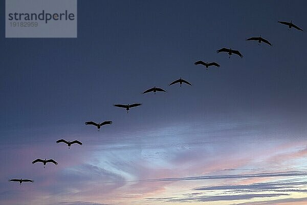 Kranich (Grus grus) im Flug als Silhouette im Sonnenuntergang  wildlife  Zingst  Mecklenburg-Vorpommern  Deutschland  Europa