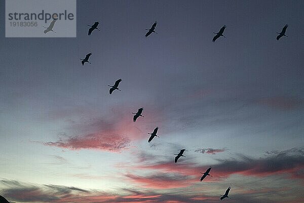 Kranich (Grus grus) im Flug als Silhouette im Sonnenuntergang  wildlife  Zingst  Mecklenburg-Vorpommern  Deutschland  Europa