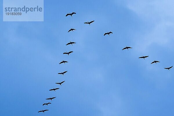 Kranich (Grus grus) im Flug als Silhouette  wildlife  Zingst  Mecklenburg-Vorpommern  Deutschland  Europa