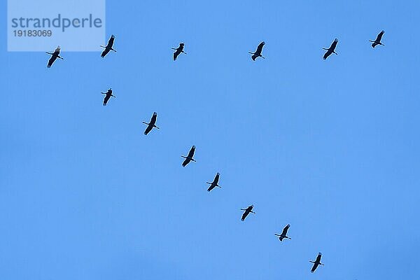 Kranich (Grus grus) im Flug als Silhouette  wildlife  Zingst  Mecklenburg-Vorpommern  Deutschland  Europa