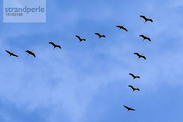 Kranich (Grus grus) im Flug als Silhouette  wildlife  Zingst  Mecklenburg-Vorpommern  Deutschland  Europa