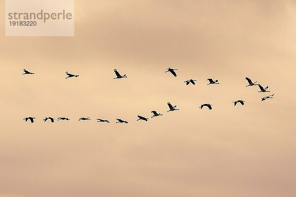 Kranich (Grus grus) im Flug als Silhouette im Sonnenuntergang  wildlife  Zingst  Mecklenburg-Vorpommern  Deutschland  Europa