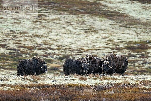 Moschusochsen (Ovibos moschatus)  Gruppe in herbstlicher Tundra  Dovrefjell-Sunndalsfjella-Nationalpark  Norwegen  Europa