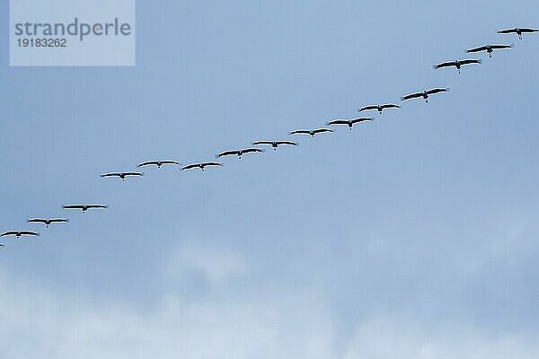 Kranich (Grus grus) im Flug als Silhouette  wildlife  Zingst  Mecklenburg-Vorpommern  Deutschland  Europa