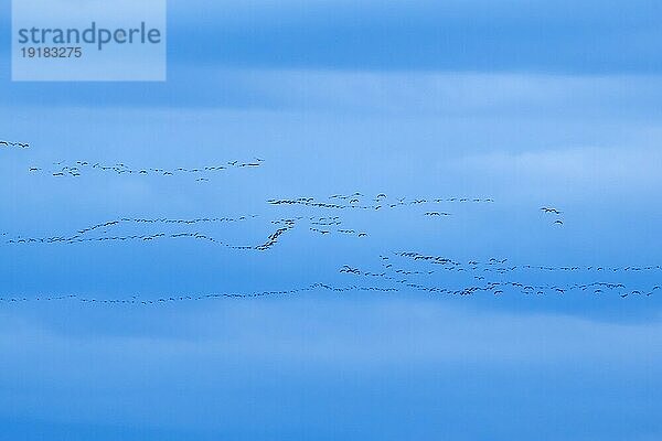 Kranich (Grus grus) im Flug als Silhouette  wildlife  Zingst  Mecklenburg-Vorpommern  Deutschland  Europa