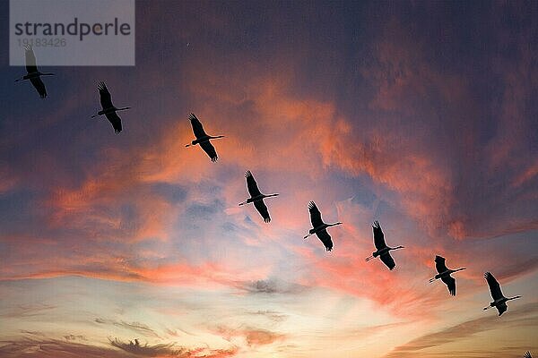 Kranich (Grus grus) im Flug als Silhouette im Sonnenuntergang  wildlife  Zingst  Mecklenburg-Vorpommern  Deutschland  Europa