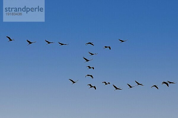 Kranich (Grus grus) im Flug als Silhouette im Sonnenuntergang  wildlife  Zingst  Mecklenburg-Vorpommern  Deutschland  Europa