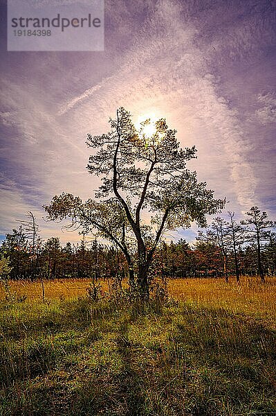 Laubbaum auf dem Steinbruch Mönchsberg bei Gegenlicht und Schleierwolken  Jena  Thüringen  Deutschland  Europa