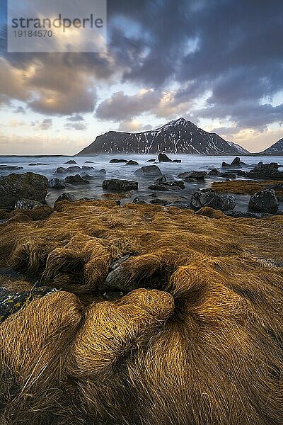 Küste beim Strand von Skagsanden  Flakstad  Lofoten  Norwegen  Europa