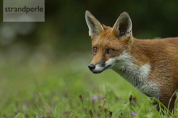 Rotfuchs (Vulpes vulpes) erwachsenes Tier Kopf Portrait  England  Großbritannien  Europa