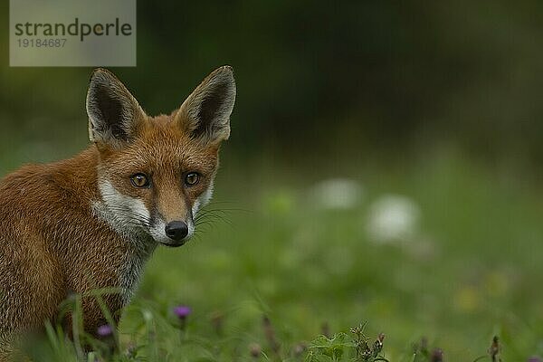 Rotfuchs (Vulpes vulpes)  erwachsenes Tier  stehend im Grasland  England  Großbritannien  Europa