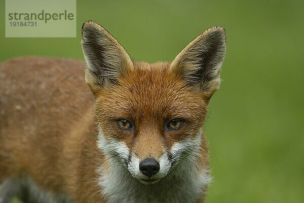 Rotfuchs (Vulpes vulpes) erwachsenes Tier Kopf Portrait  England  Großbritannien  Europa