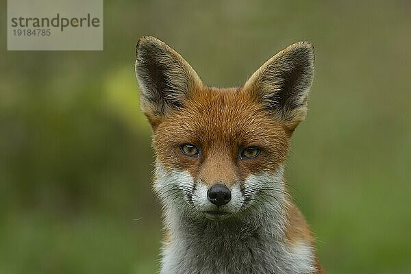 Rotfuchs (Vulpes vulpes) erwachsenes Tier Kopf Portrait  England  Großbritannien  Europa