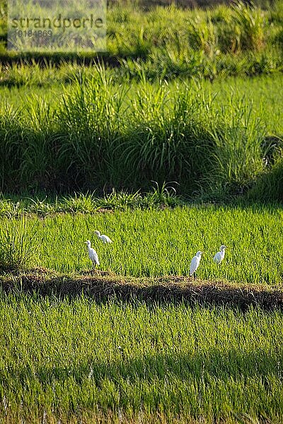 Sonnenaufgang über jungen Reisterrassen im ruhigen Morgenlicht  Spiegelung in den Feldern. Tolles Grün und Licht in einer Landschaftsaufnahme. Wunderschönes grünes Bali  Indonesien  Asien