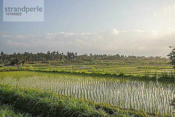 Sonnenaufgang über jungen Reisterrassen im ruhigen Morgenlicht  Spiegelung in den Feldern. Tolles Grün und Licht in einer Landschaftsaufnahme. Wunderschönes grünes Bali  Indonesien  Asien