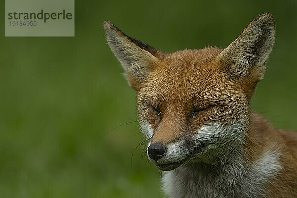 Rotfuchs (Vulpes vulpes) erwachsenes Tier schlafend  England  Großbritannien  Europa