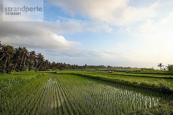 Tolle frische Reisterassen mit Wasser am Morgen. Blick über fisches grün auf einen Hindutempel am Morgen. Landschaftsaufnahme am einer Tropischen Insel in Asien. Sanur  Bali  Indonesien  Asien
