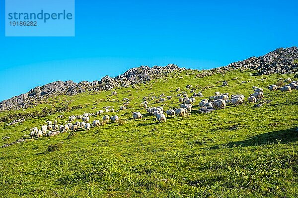 Eine Schafherde auf dem Gipfel des Monte Adarra in Urnieta  in der Nähe von San Sebastian. Gipuzkoa  Baskenland