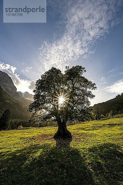 Bergahorn (Acer pseudoplatanus) im Gegenlicht mit Sonnenstern im Baum  Schweizer Alpen  Kanton Bern  Schweiz  Europa