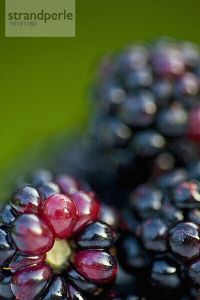 Nahaufnahme von Brombeeren