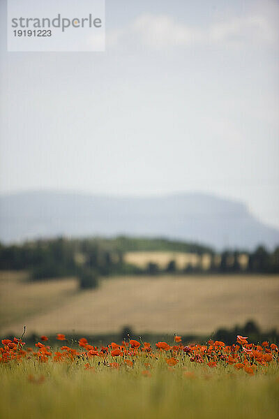 Rotes Mohnfeld und Blick auf die Landschaft