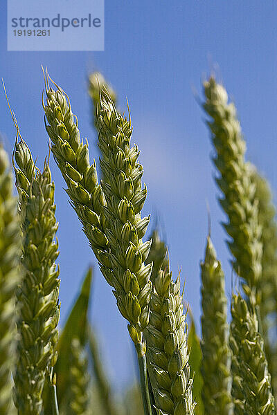 Nahaufnahme von jungen grünen Weizenhalmen und blauem Himmel