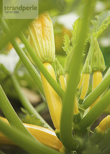 Babygelbe Zucchini und Stiele