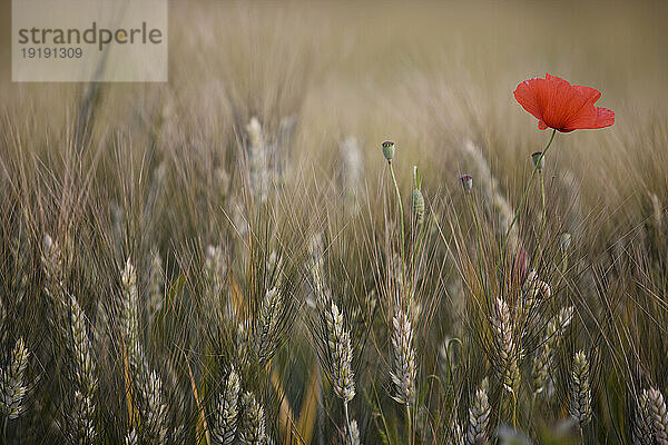 Nahaufnahme von Weizenstielen und roter Mohnblume