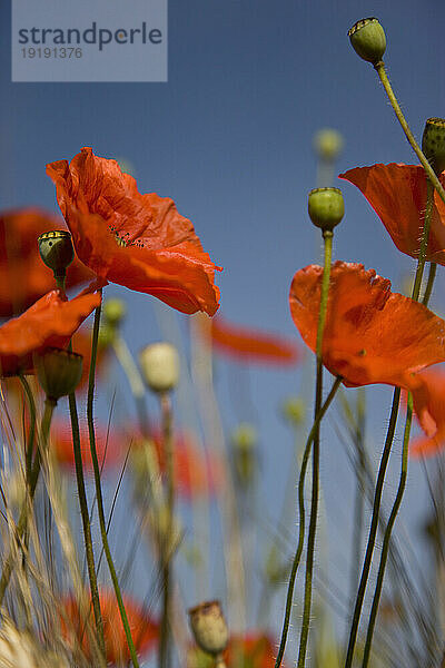 Rote Mohnblüten und Knospen