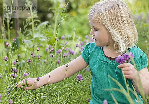 Junges blondes kleines Mädchen steht auf einem Feld und pflückt Blumen