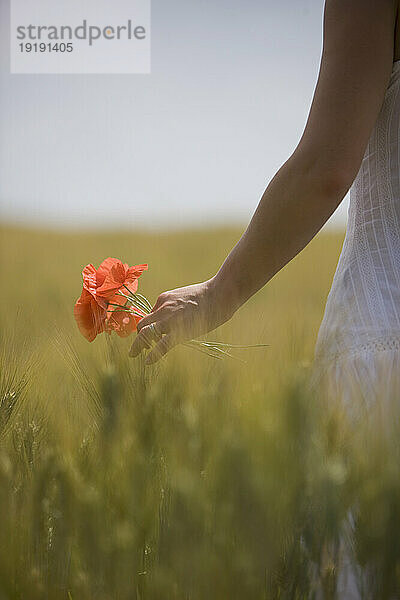 Nahaufnahme einer Frauenhand  die rote Mohnblumen auf einem Feld hält