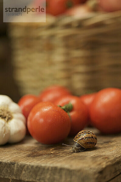 Nahaufnahme einer Schnecke  die auf einer Holzbank neben ein paar Tomaten und einer Knoblauchknolle herumrutscht