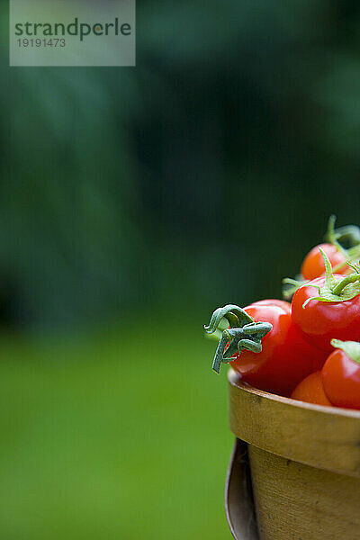 Nahaufnahme von handgepflückten Kirschtomaten in einem Korb